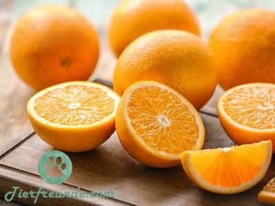 Orange foerdern die Gesundheit des Hundes