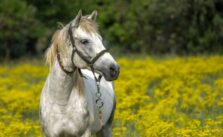 Wichtige Tipps, um Ihr Pferd gesund zu halten