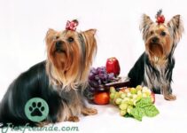 Welches Obst duerfen Hunde essen