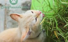 Bambus giftig fuer Katzen