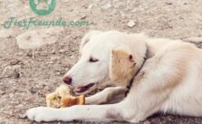 Duerfen Hunde Broetchen essen