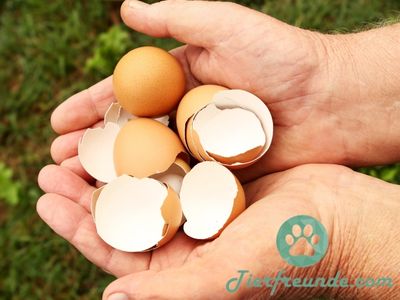 Duerfen Hunde Eierschale essen