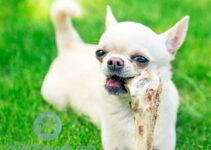 Duerfen Hunde Knochen essen
