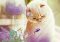 Lavendel giftig fuer Katzen