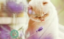 Lavendel giftig fuer Katzen