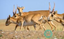 Saiga Antilope Steckbrief