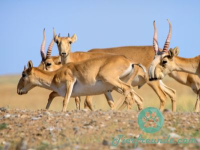 Saiga Antilope Steckbrief