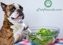 Salat fuer Hunde gesund