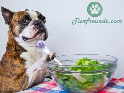 Salat fuer Hunde gesund