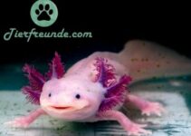Wie alt werden Axolotl