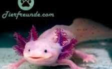 Wie alt werden Axolotl
