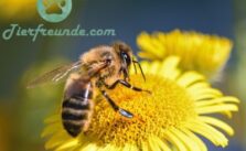 Wie alt werden Bienen