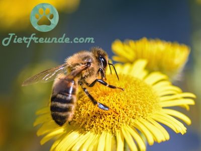 Wie alt werden Bienen
