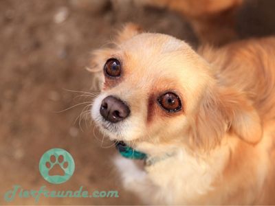 Wie alt werden Chihuahua Mischlinge