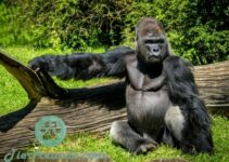 Wie alt werden Gorillas