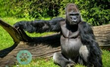 Wie alt werden Gorillas