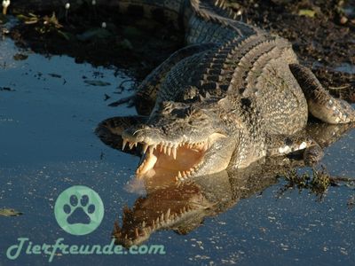 Wie alt werden Krokodile