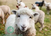 Wie alt werden Schafe