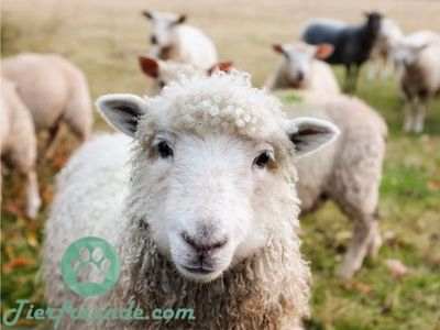 Wie alt werden Schafe