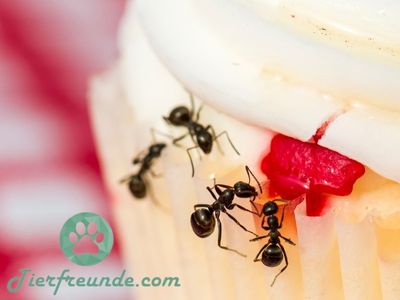 Wie gross werden Ameisen