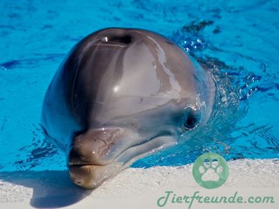 Wie gross werden Delfine