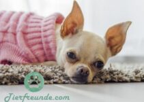 aelteste Chihuahua der Welt