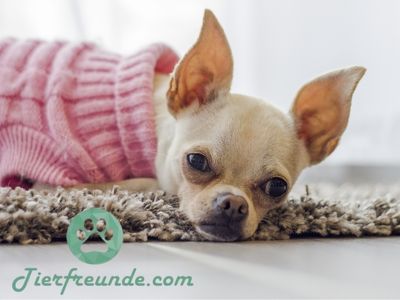 aelteste Chihuahua der Welt