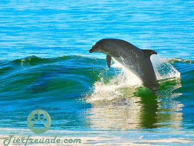 die aelteste Delfin der Welt