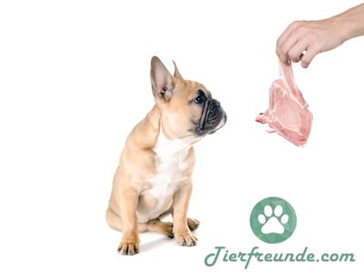 rohes Fleisch macht Hunde aggressiv