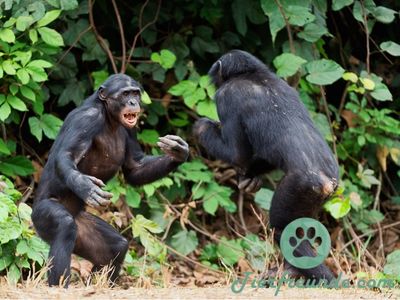 Sind Schimpansen gefaehrlich