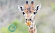 Wie alt werden Giraffen