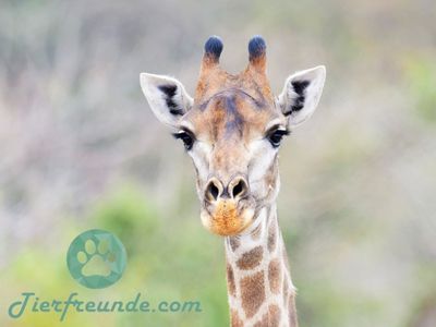 Wie alt werden Giraffen
