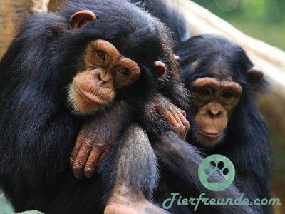Wie alt werden Schimpansen