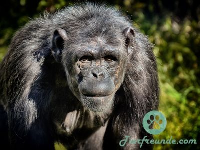 Wie alt wurde der aelteste Schimpanse der Welt