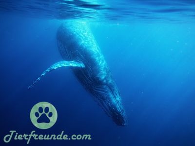 Wie alt wurde die aeltesten Blauwale der Welt