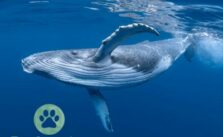 Wie lange kann ein Blauwal leben