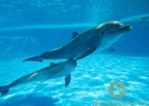 Sind Delfin Schluesselanhaenger Tassen und Kuscheltiere ein gutes Geschenk