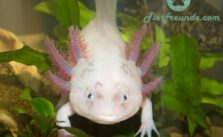 Wo kann man Axolotl kaufen?