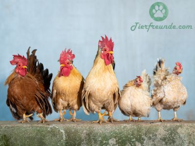 Wo kann man Hühner kaufen?