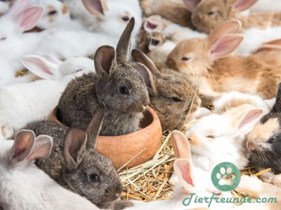 Wo kann man Kaninchen kaufen?