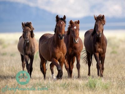 Wo kann man Pferde kaufen?