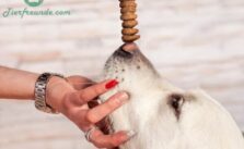 Bedeutung von sensitivem Hundefutter Wann ist es notwendig?