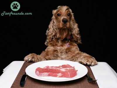 Welches Fleisch ist gut fuer Allergiker Hunde?