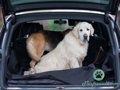 Auto-Hundegitter Testsieger 2024