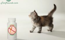 Wie koennte ein Katzen-Wurmkur Test gestaltet sein?