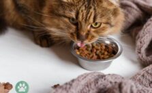 Wie koennte ein Nierenfutter fuer Katzen Test gestaltet sein?