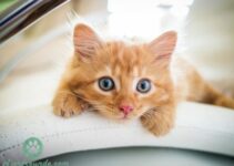 60 maennliche Katzennamen fuer Kater