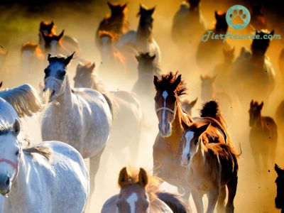 60 Coole Pferdenamen Top-Liste
