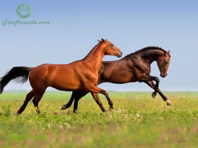 Haben Western Pferdenamen immer eine Bedeutung?