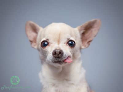 Top 60 Chihuahua Namen